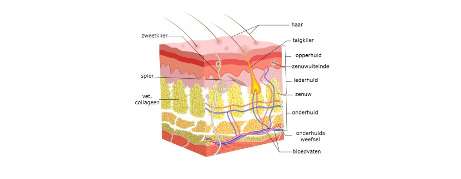 Anatomie Van De Menselijke Huid En Infografisch Diagr